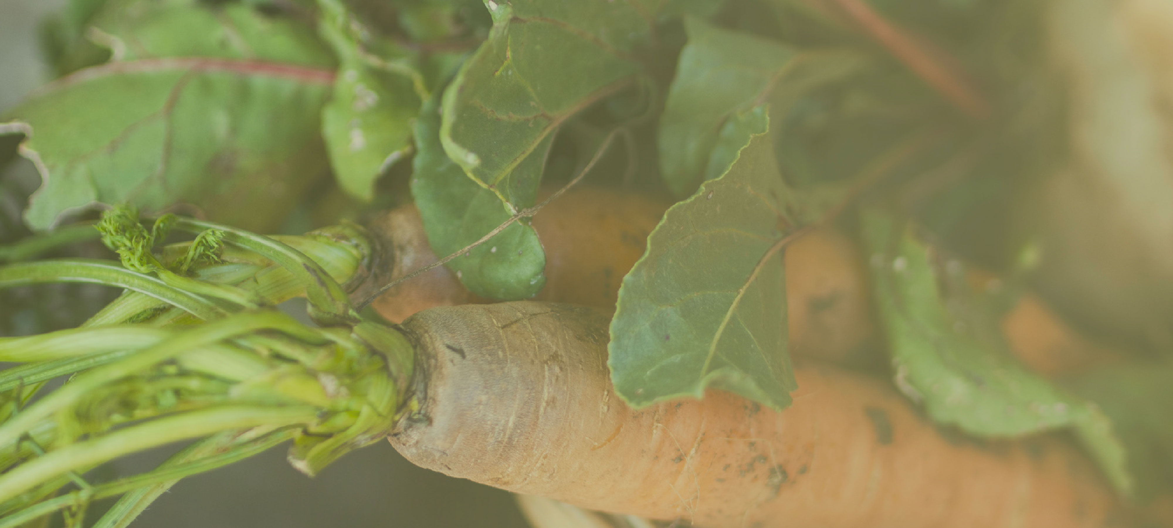 À propos - Les Graines de Tournesol - photo 6