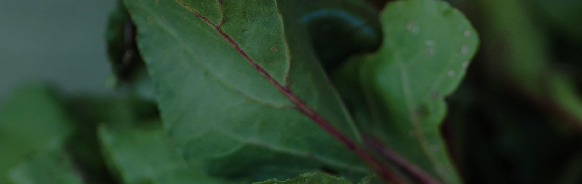 À propos - Les Graines de Tournesol - photo 9